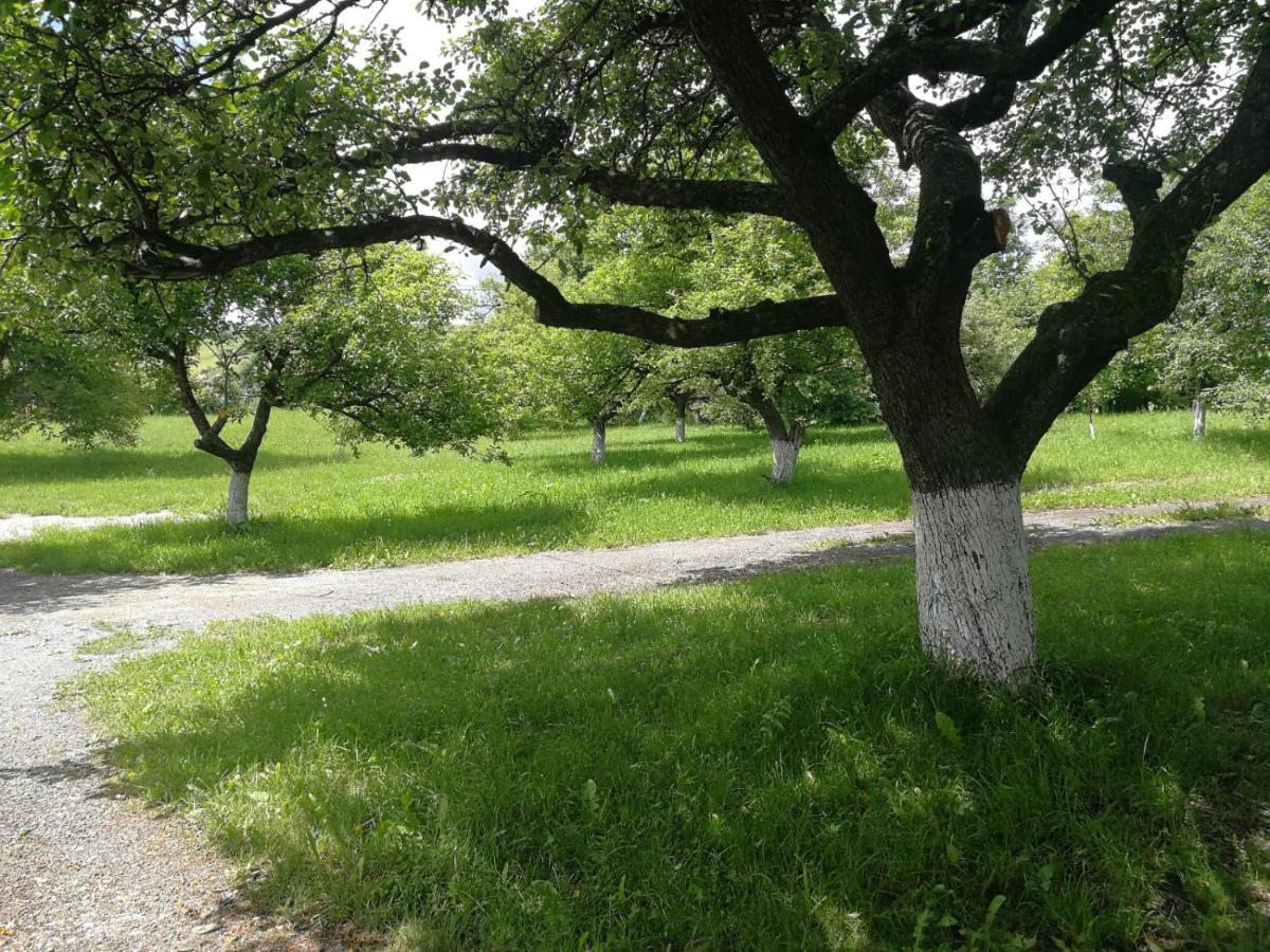 Pensiunea Mir Bran  Dış mekan fotoğraf